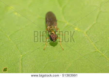 Tabanidae Insects On Green Leaf