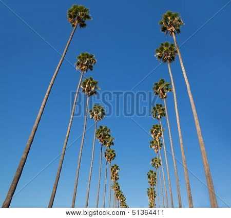 LA Los Angeles palm trees in a row typical California Washingtonia filifera