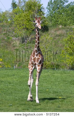 Giraffa in esecuzione