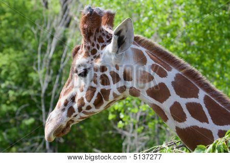 Giraffa 2