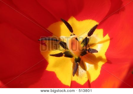 Tulipan płatek