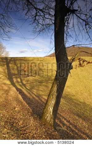 Bumpy Baum
