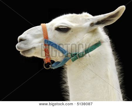 Lama portret