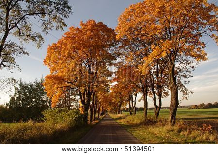 Road in the autumn.