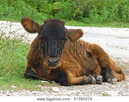 Calf