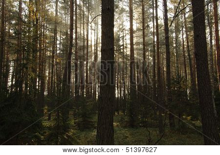 Morning in the forest.