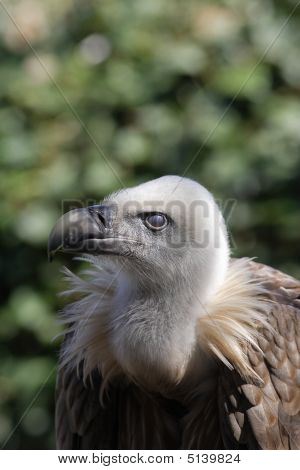 Sup - sup Fulvus