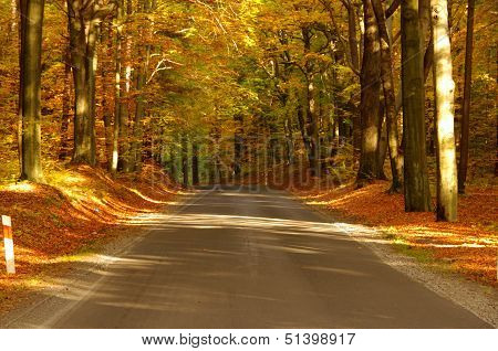 Road in the autumn.