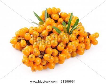 Sea Buckthorn Berries Branch