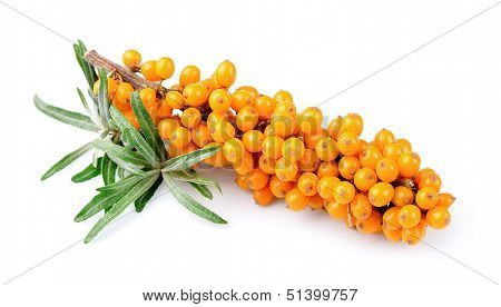 Sea Buckthorn Berries Branch