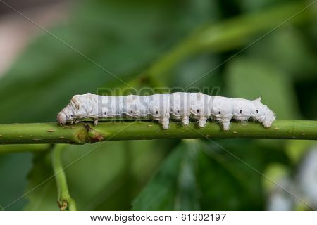 Silkworm