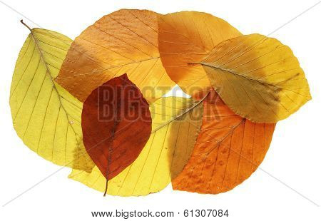 Autumn Leafs