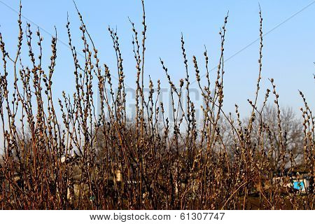 willow catkins