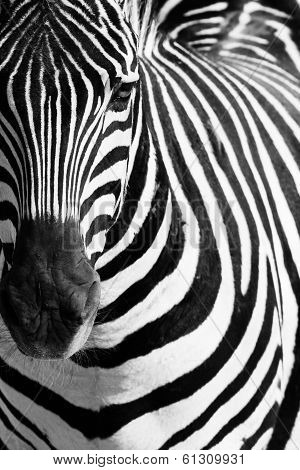 Animal Zebre Portrait