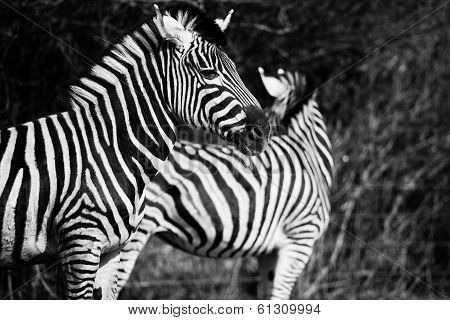 Animal Zebre Portrait