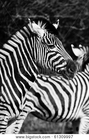 Animal Zebre Portrait