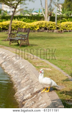 White Duck In The Garden
