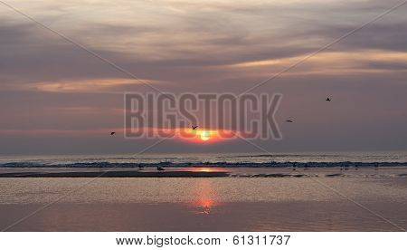 sunset and seagulls