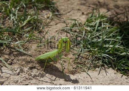 mantis