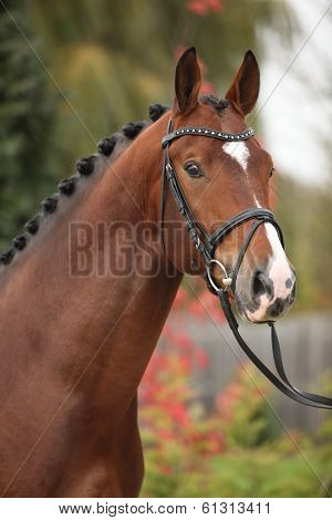 Nice Big Horse With Perfect Hair Style