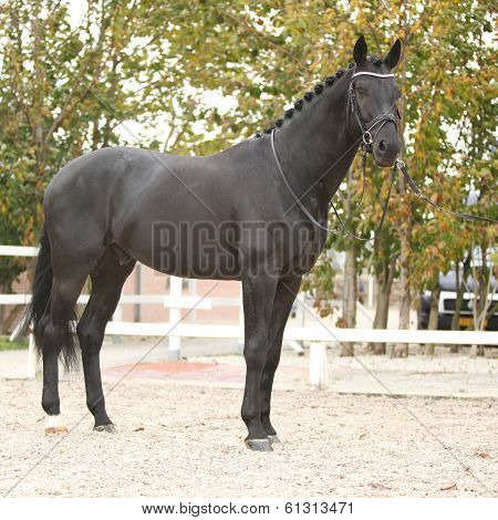 Beautiful Dutch Warmblood With Perfect Hair Style