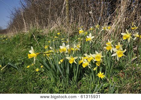 Wild Daffodils