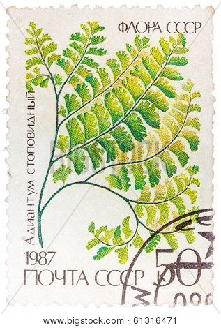 Stamp Printed In The Ussr Shows Maidenhair