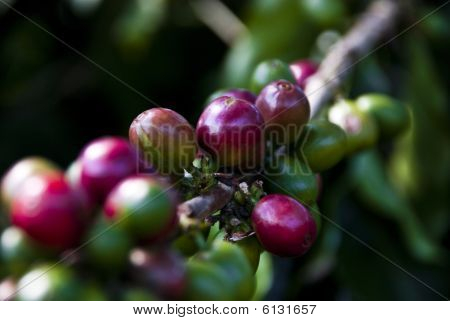 Coffee beans