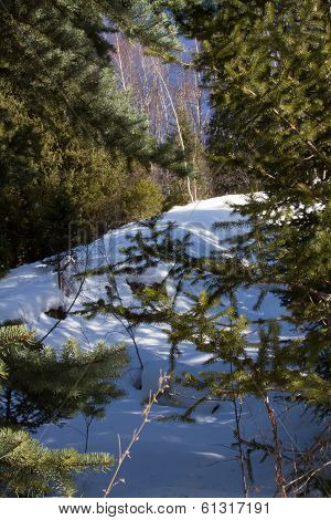 spruce twig
