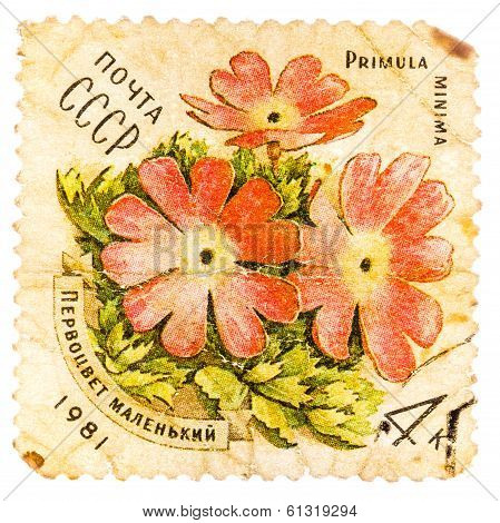 Stamp Printed In Ussr Shows A Primula Minima