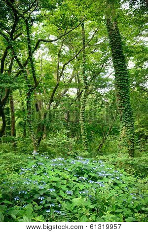 A Hydrangea On Saryeoni Forest Road In Jeju Isalnd, Korea