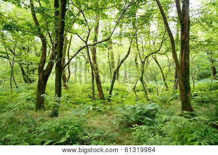 Saryeoni Forest Road In Jeju Isalnd, Korea