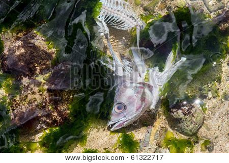 Washed up fish head