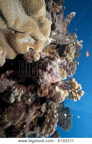 Oceán a amboinensis