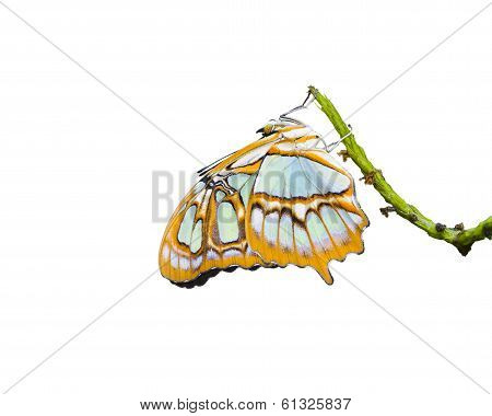 Malachite Butterfly