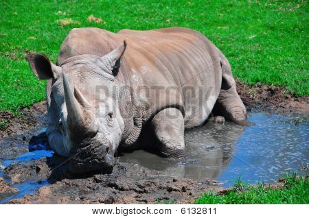 Lazy Rhinoceros at the San Diego Wild Animal Park