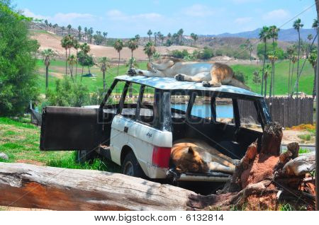 Lazy Lions Lounging on a Car