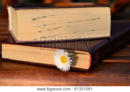 Book and daisy flower