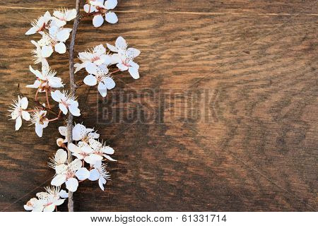 spring flowers
