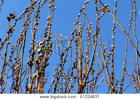 Willow catkins