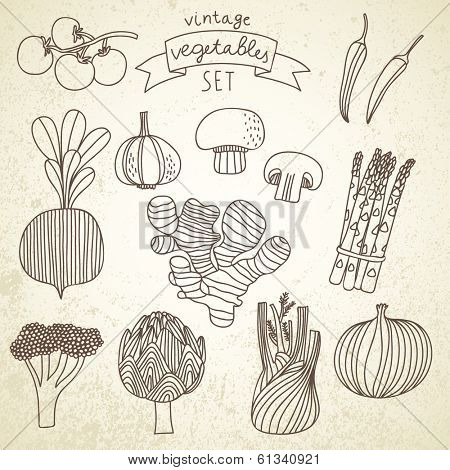 Tasty vegetables in vector set - cherry tomato, chili, garlic, champignon, onion, ginger, fennel, asparagus, beet, broccoli, artichoke. Vintage vegetarian concept collection