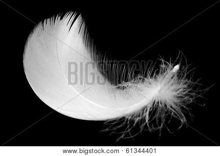 Feather