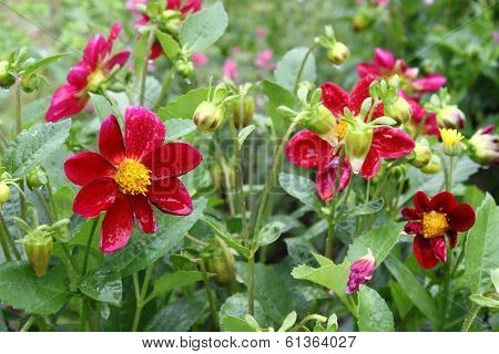 Beautiful Flower (dahlia Variabilis) With Water Drops