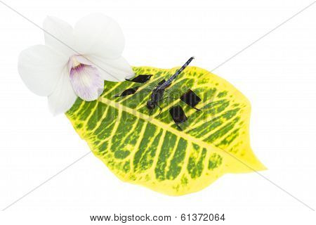 dragonfly on a leaf near an orchid, isolated