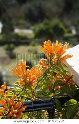 Orange Honeysuckle