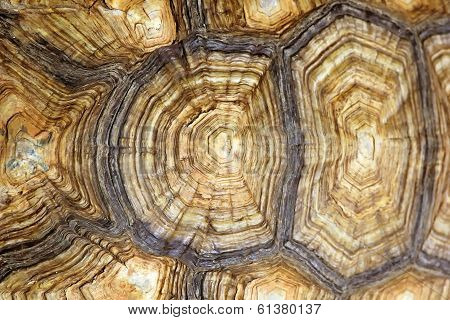 Turtle Carapace