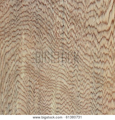 Tree Bark