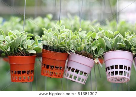 Dischidia Nummularia Climb Or Green Creeper Plant