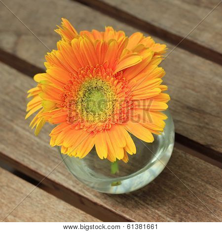 Beautiful Gerbera Or Barberton Daisy