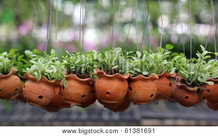 Dischidia Nummularia Climb Or Green Creeper